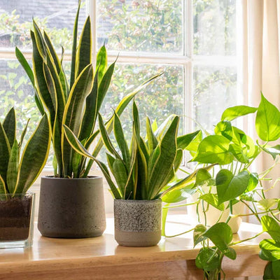 INDOOR PLANTS & PLANTERS