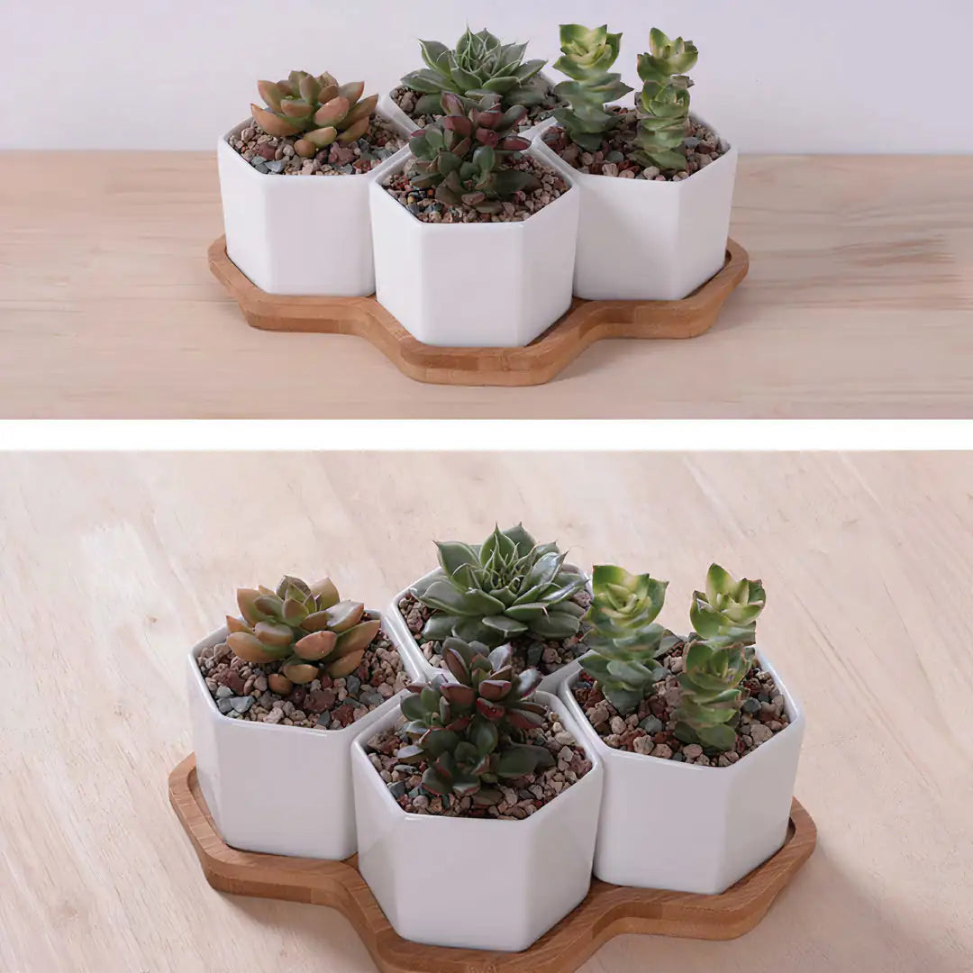 Beehive Planter - KENDRI SHOP