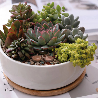 Succulent Planter - Round - KENDRI SHOP